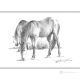HORSES Drawing with pen on canvas modern Made in Italy 